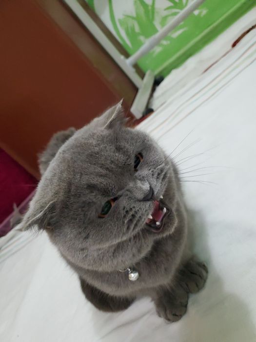 2 oylik mushuklar: erkak va ayollar mavjud