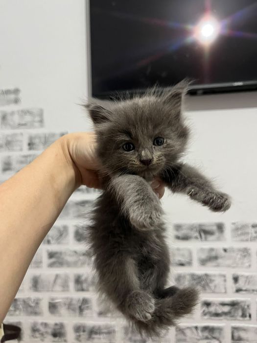 Отдам в добрые руки котят