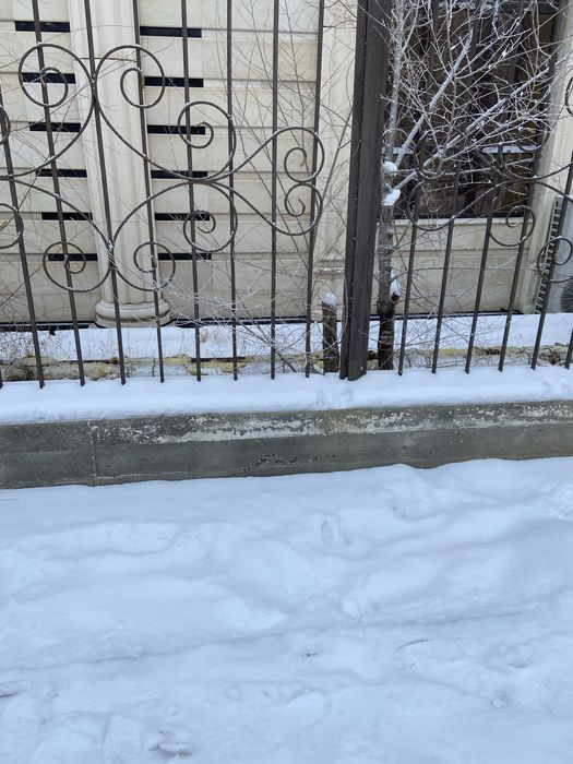 Котята на улице .