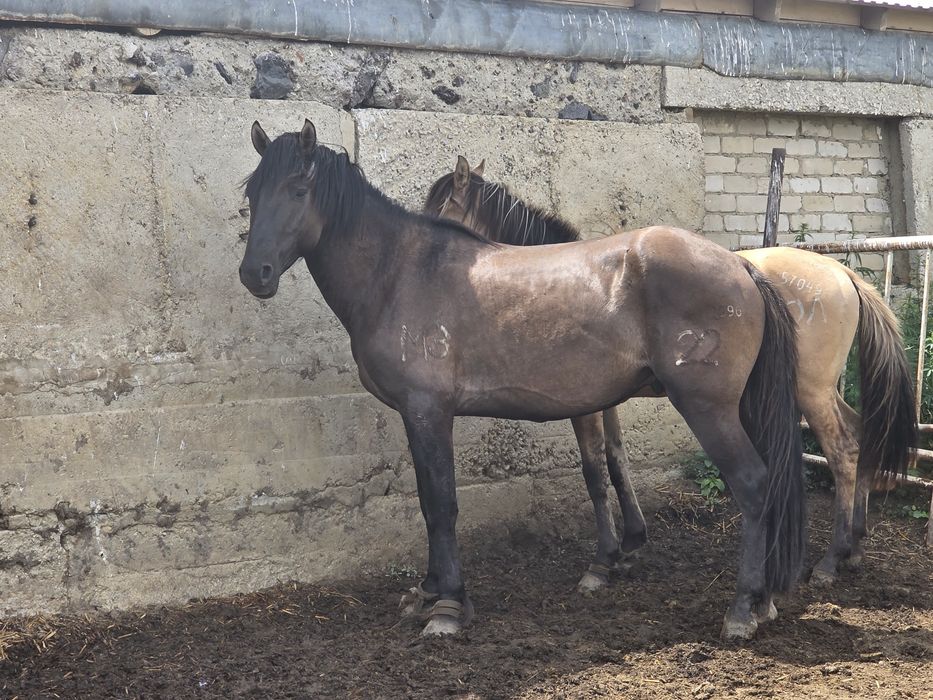 2022ж полутяж дөнен сатылады