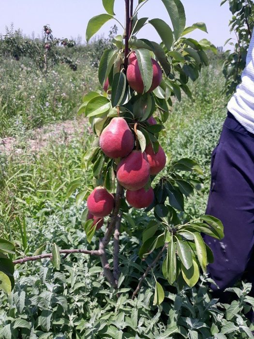 Сера oltingugurt kuporos удобрения хлор фармалин