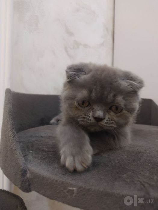 Продается Британские котята
