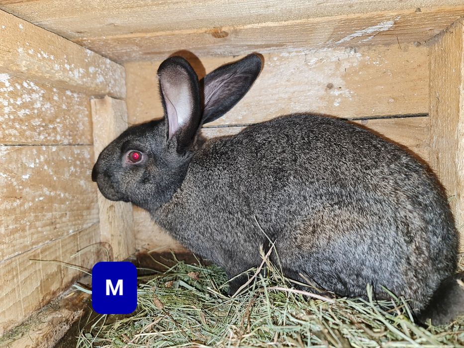 Vând iepuri.      .