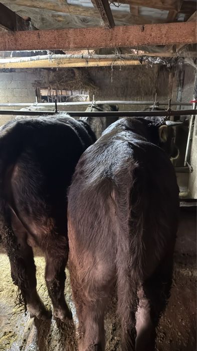 Быки, КРС, коровы