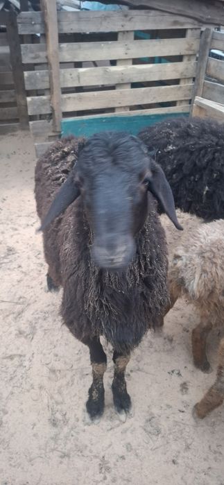Гиссар чистокровный,баран