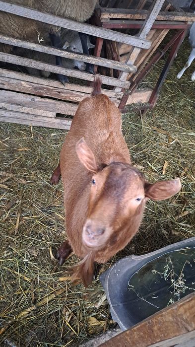 Vand sau schimb cu  oaie/berbec,capra, țap murciano de 3 ani