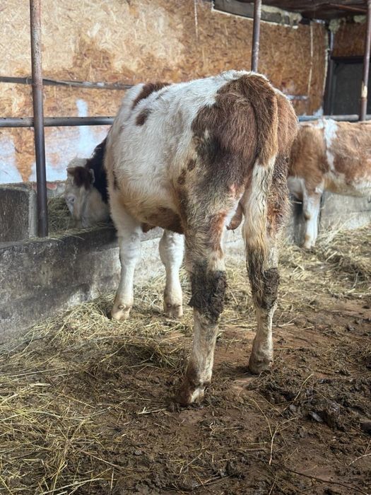 Сементал бука урыктыкка 1жас