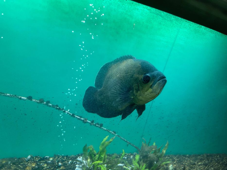 Аквариум учун балик