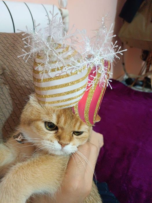 Британская золотая Шиншилла