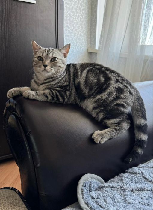 Кот британец 1 год