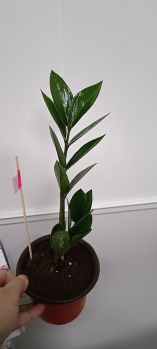 Долларовое дерево:2000 тенге