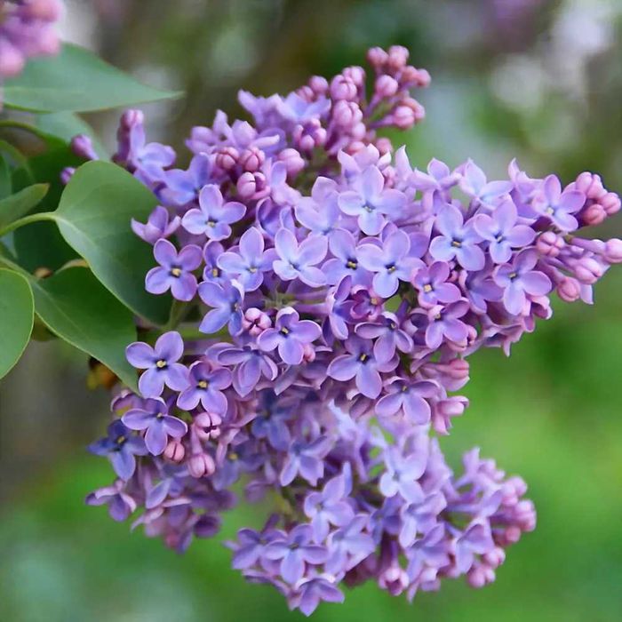 Сирень огромный букет