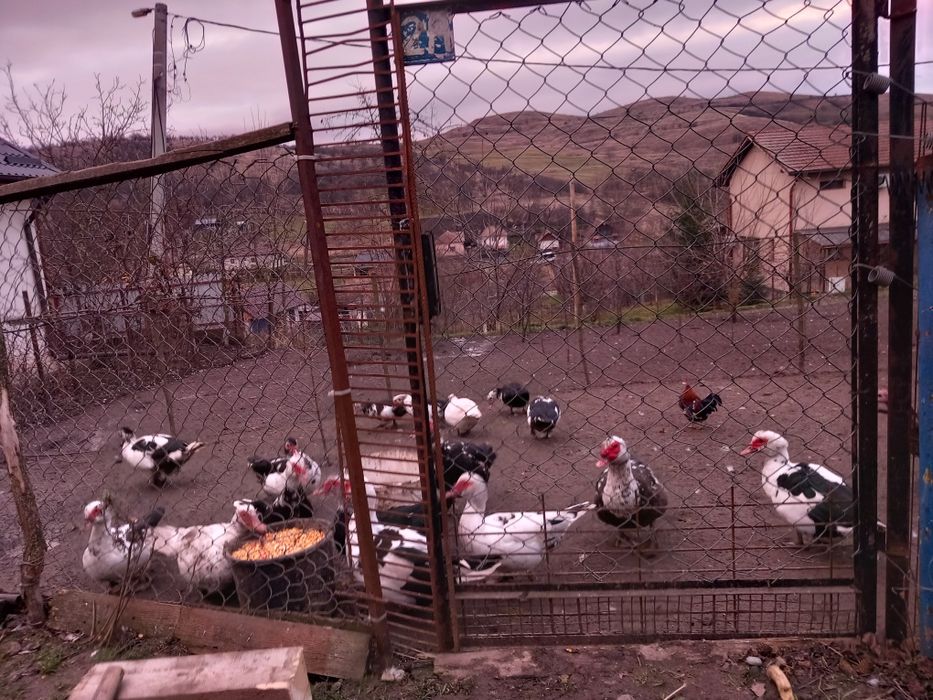 Disponibile rațe și rățoi de anul trecut