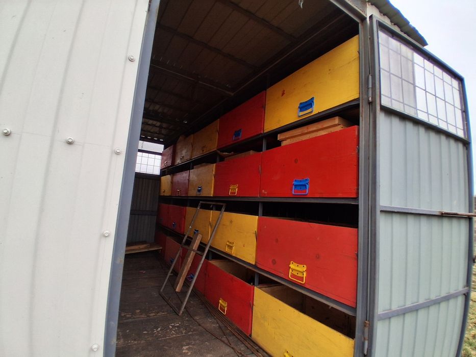 Lazi albine în stare buna