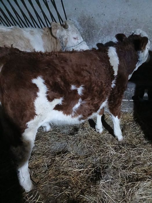 Vând doi tauri și o vițea bălțată