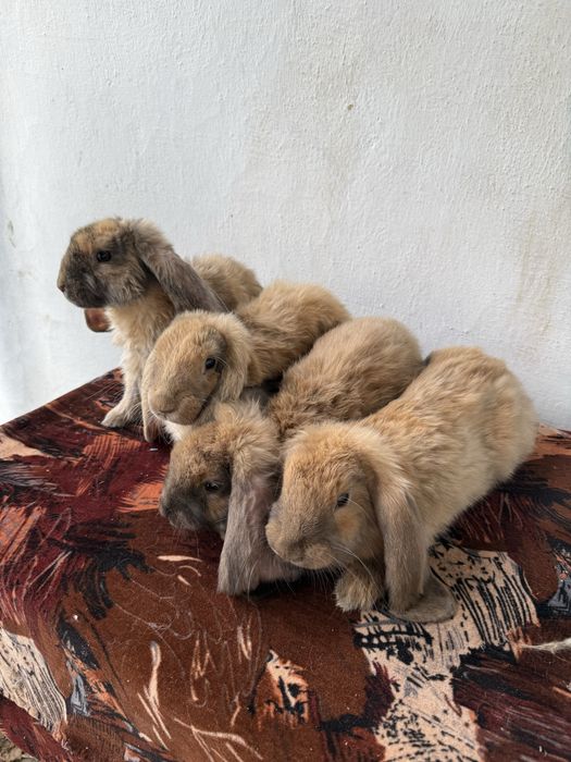 Франзуский кояндар
