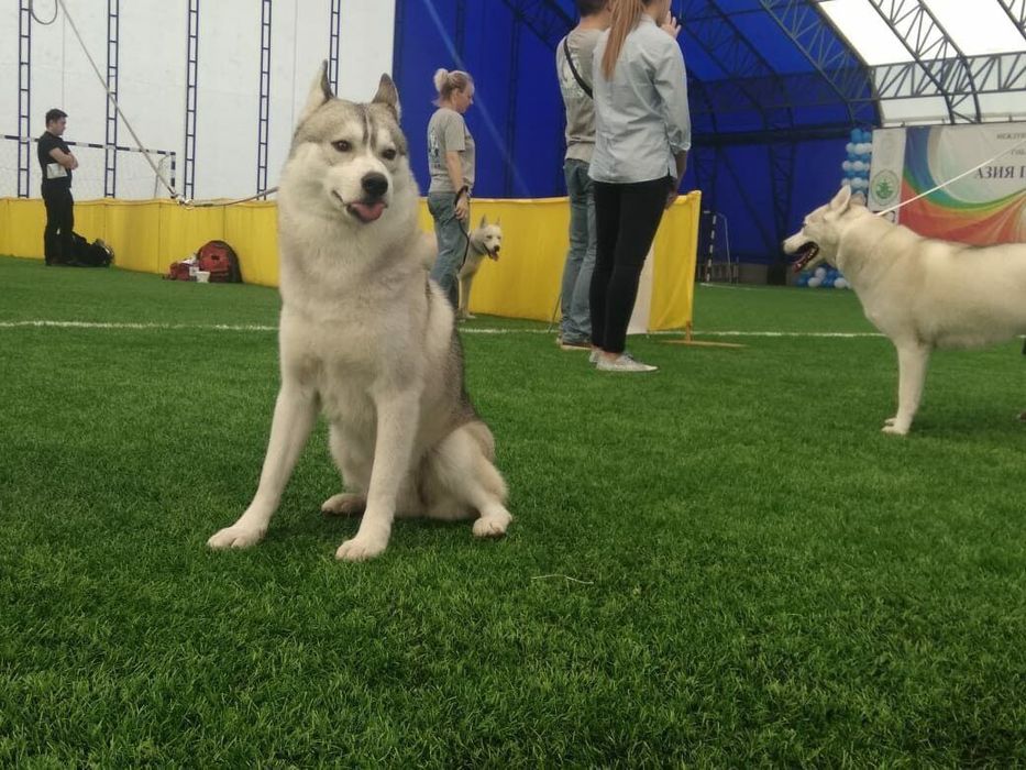 Хаски кобель на вязку