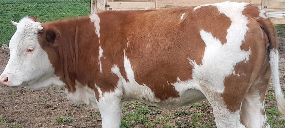 Balțată Românească 6500 are 374kg