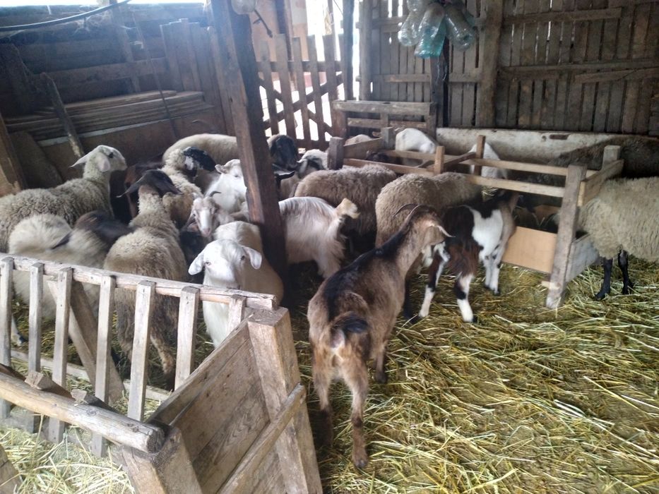 Capre si iede de vânzare