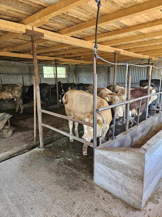 Vand vitei greutate 350kg