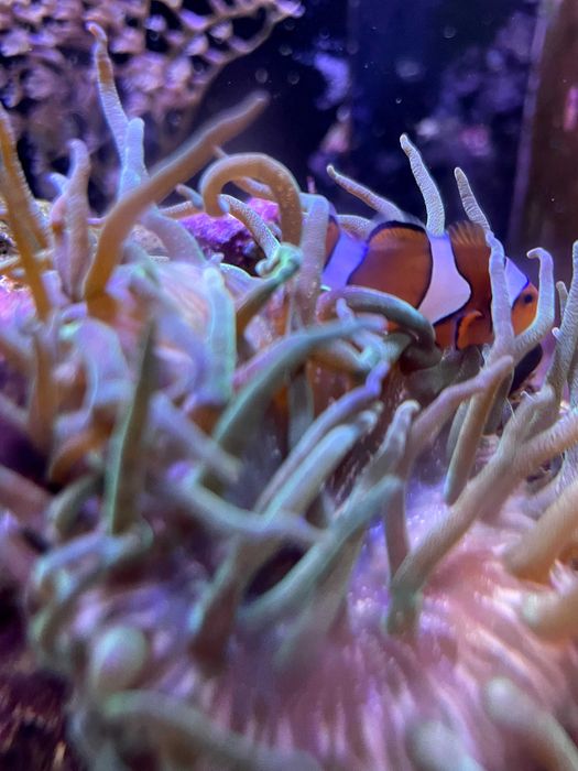 Vand clownfishes (Amphiprion ocellaris) tank breed