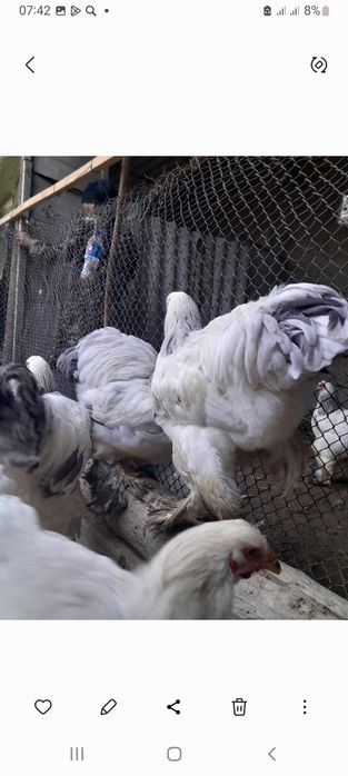 Brama xòrozlari sotiladi