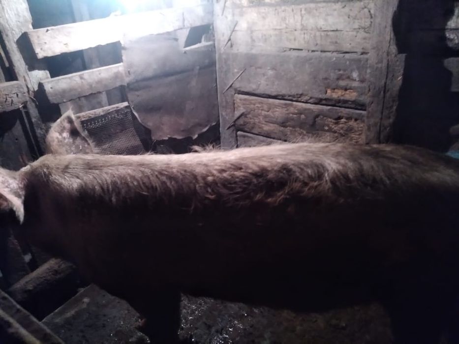 Кабан возраст 1 год