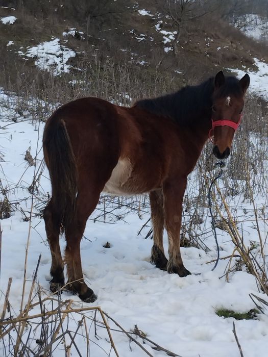 Vând 15 capre la a 3a Fătare și un cârlan de 6 luni