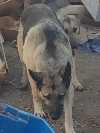 Продам подросщенного щенка ВЕО.