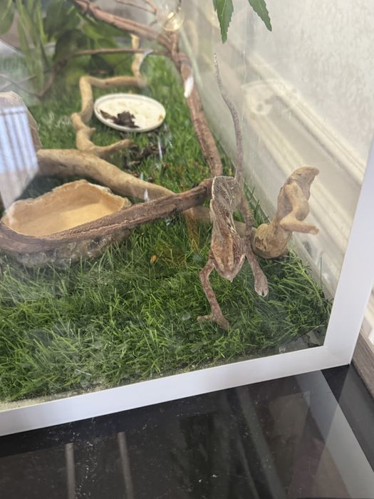 Продается хамелеон вместе с аквариумом 60х40