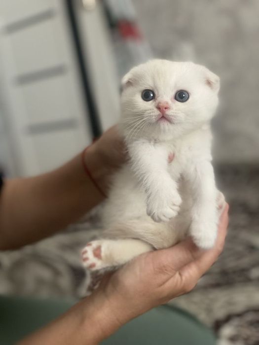Британские котята
