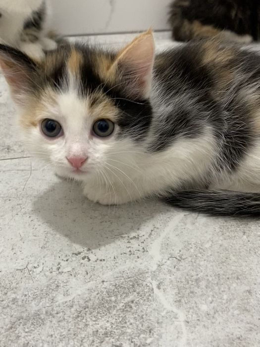 Отдам котят возраст 2 месяца