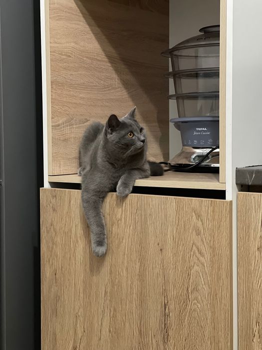 Ищем невесту для моего котика!