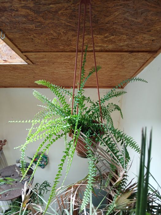 Продам комнатные цветы разные