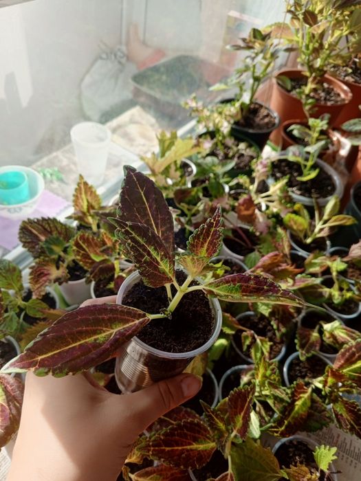 Продам домашние цветы