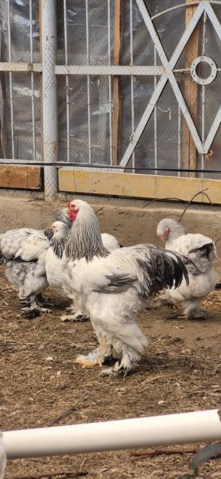 Продаётся семейка брама