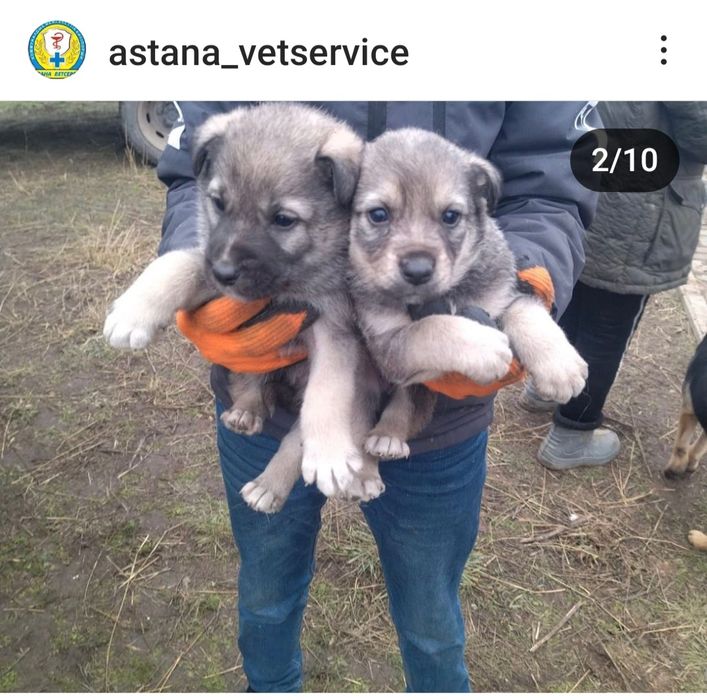 Отдам щенков собак в добрые руки