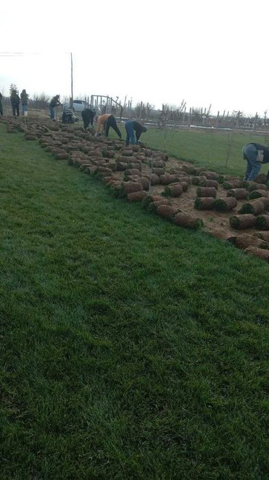 РУЛОННЫЙ ГАЗОН + доставка установка | Rulonli Gazon + yetkazib berish