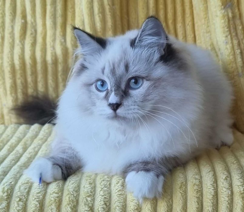 Сибирска-невска маскардна