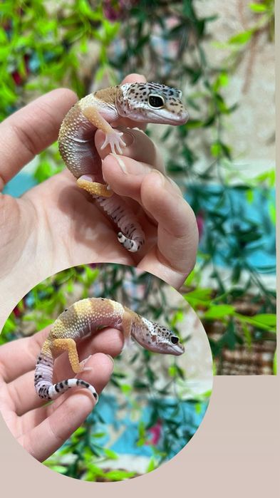 Очень яркие малыши эублефары (эублефар,геккон,ящерица)