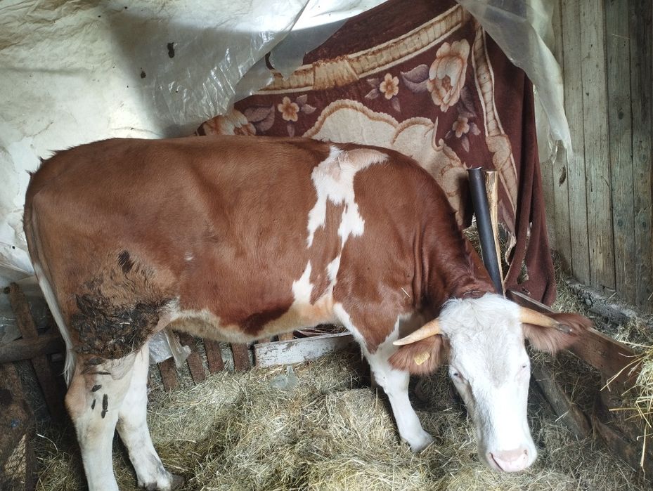 Vând vițea de un an și 8 luni