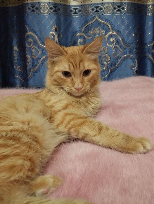 Бесплатно кот мальчик