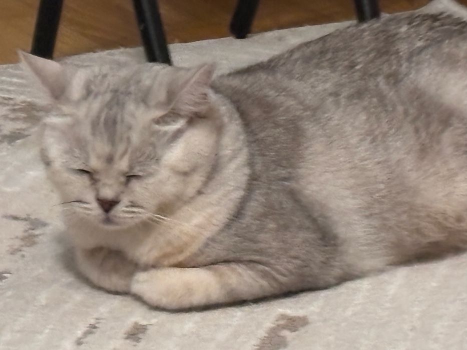 кошка британка продам