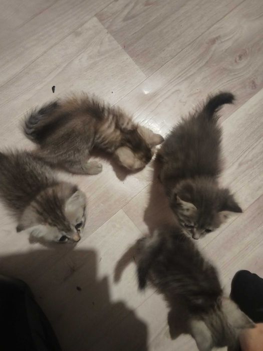 Отдам котят в добрые руки