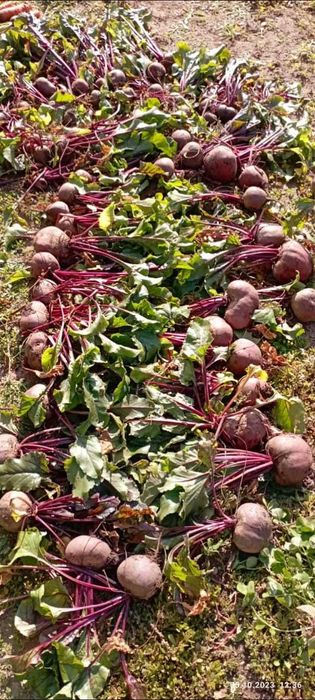 Сдам в аренду дачный участок