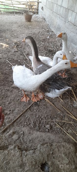 Xonaki g'ozlar sotiladi