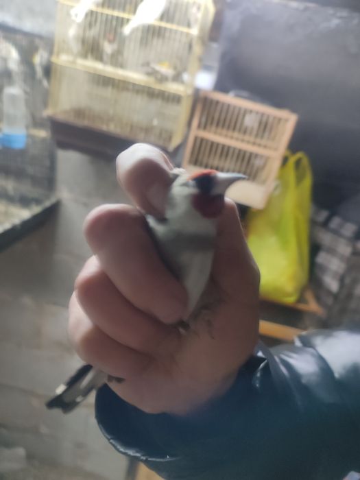 ПРОДАМ СРОЧНО  зимники и летники