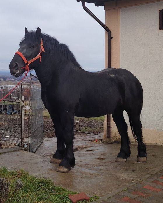 Armăsar pentru montă