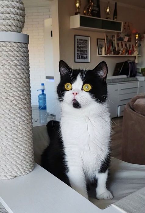 Скоттиш страйт кошка биколор