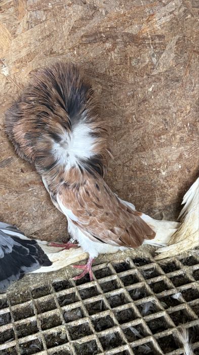 Porumbei Maria stuart almond-andaluz